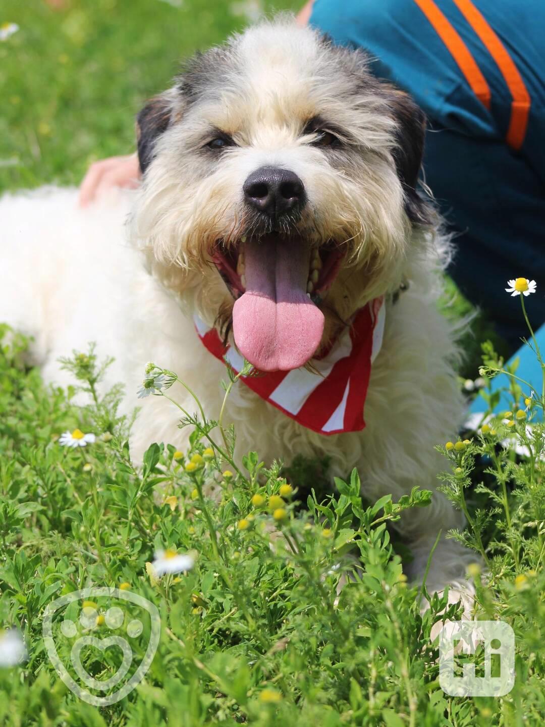 Apollo ♥️ načechraný vodní pes ♥️ - foto 1