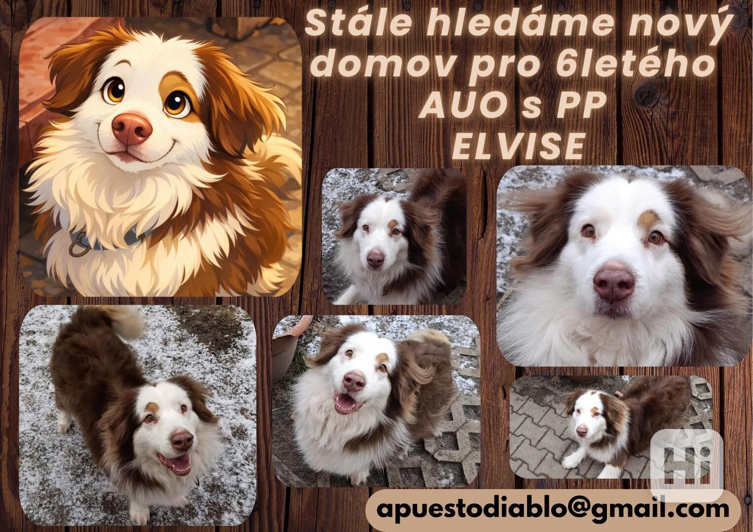 australský ovčák s PP  - foto 1