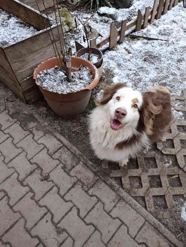 australský ovčák s PP  - foto 2