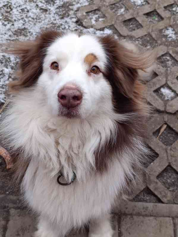 australský ovčák s PP  - foto 4