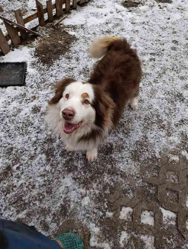 australský ovčák s PP  - foto 3