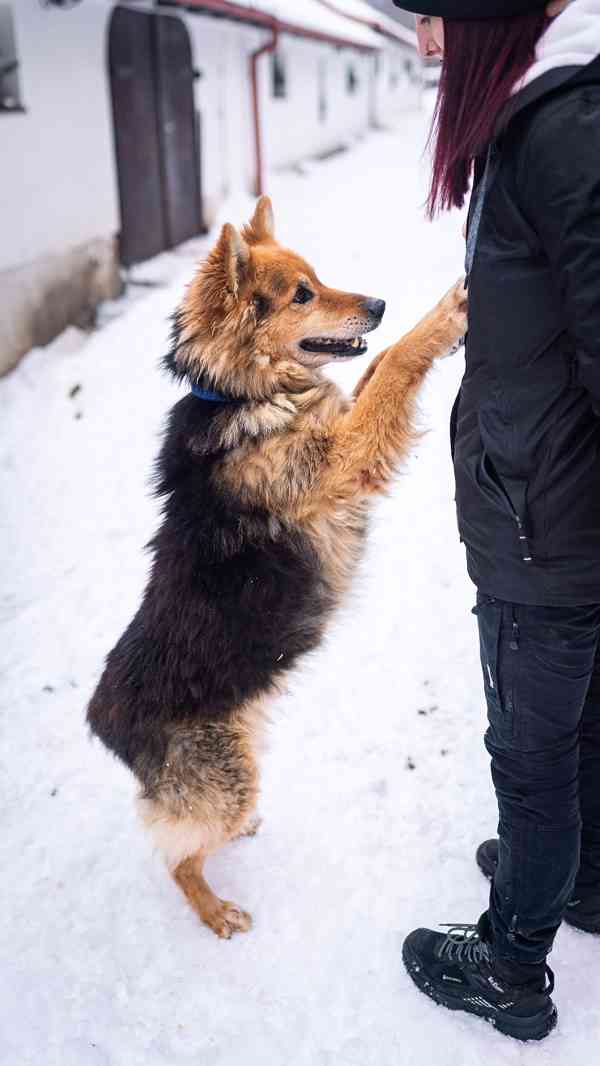 Ben - moc hodný kluk, x Německý ovčák, 10 let  - foto 3