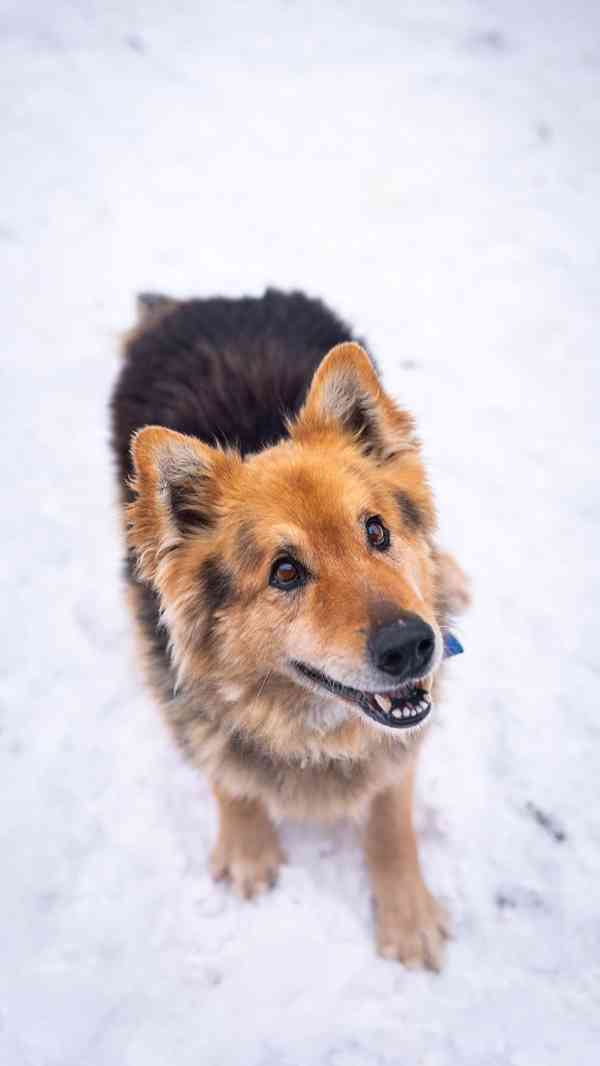 Ben - moc hodný kluk, x Německý ovčák, 10 let  - foto 2