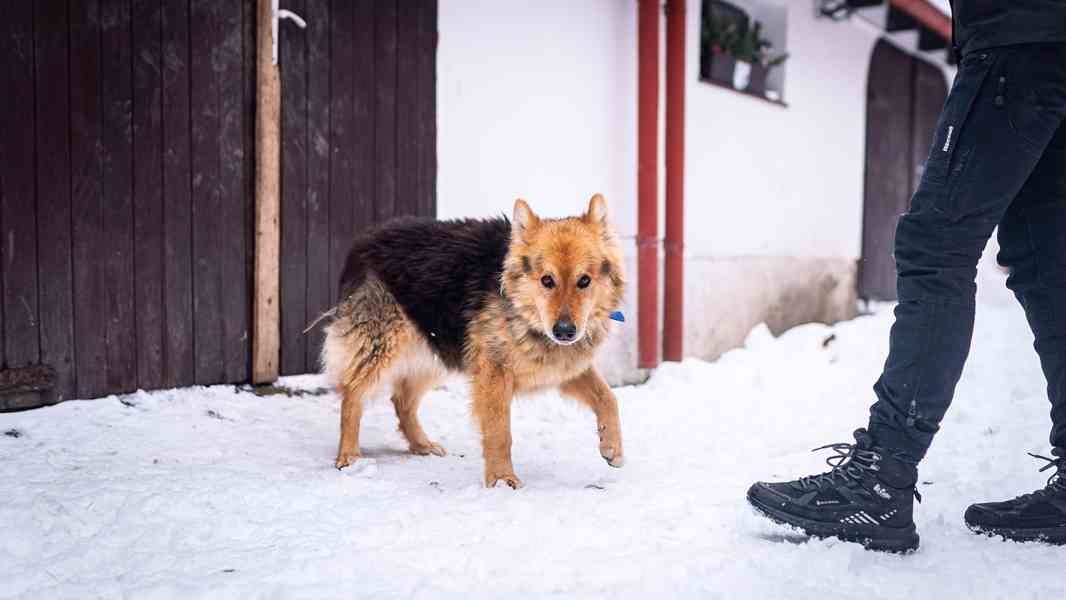 Ben - moc hodný kluk, x Německý ovčák, 10 let  - foto 6