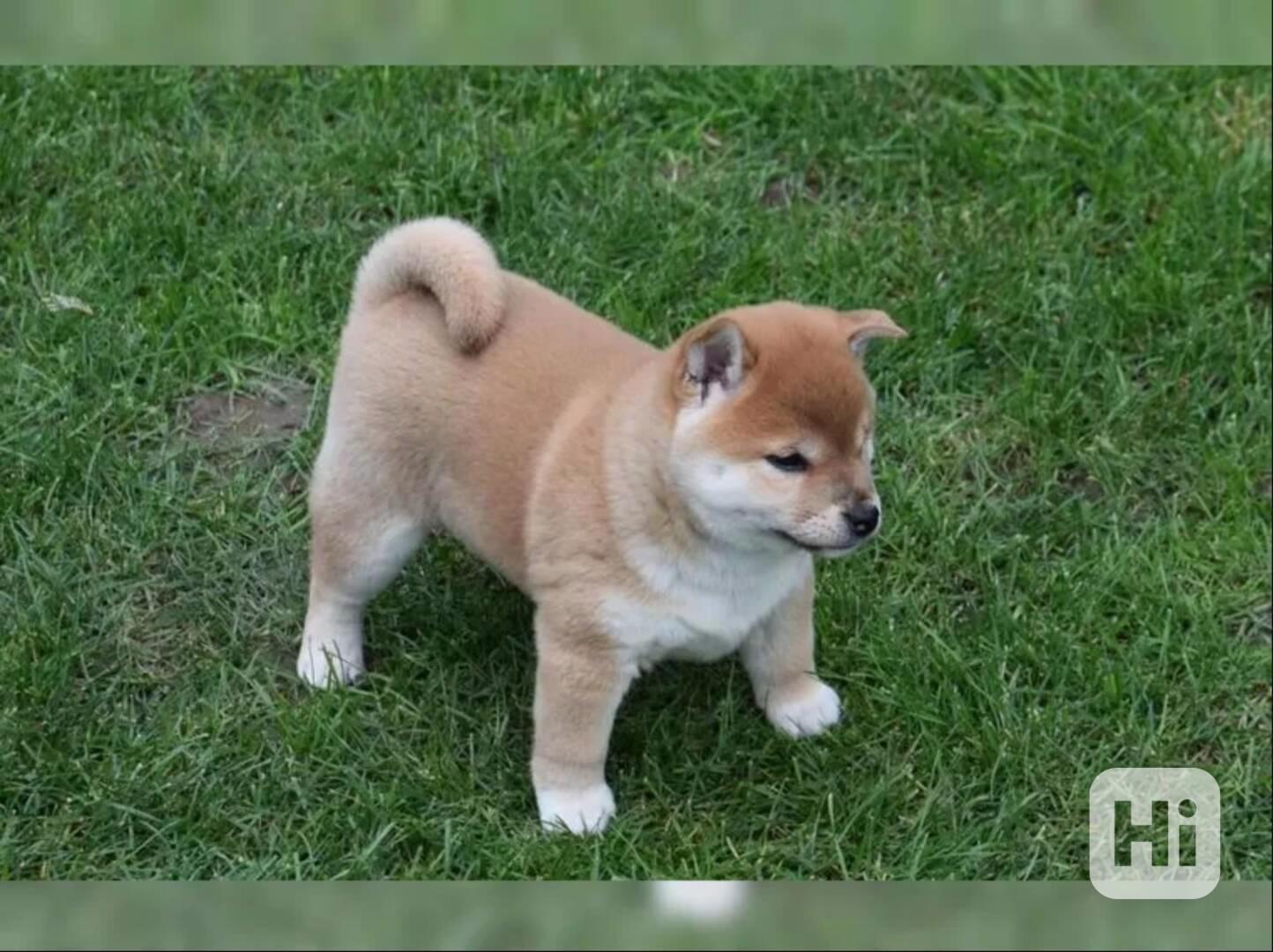 Shiba Inu červený sezam štěňata s PP - foto 1