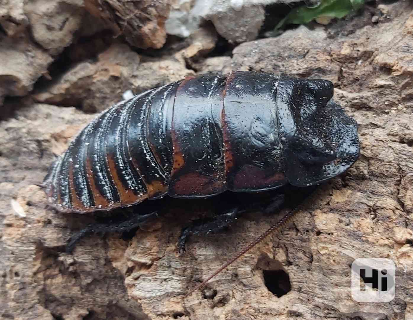 Šváb madagaskarský syčící - foto 1