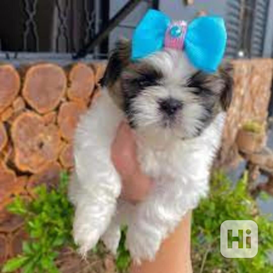 K dispozici krásná štěňata Shih Tzu - foto 1