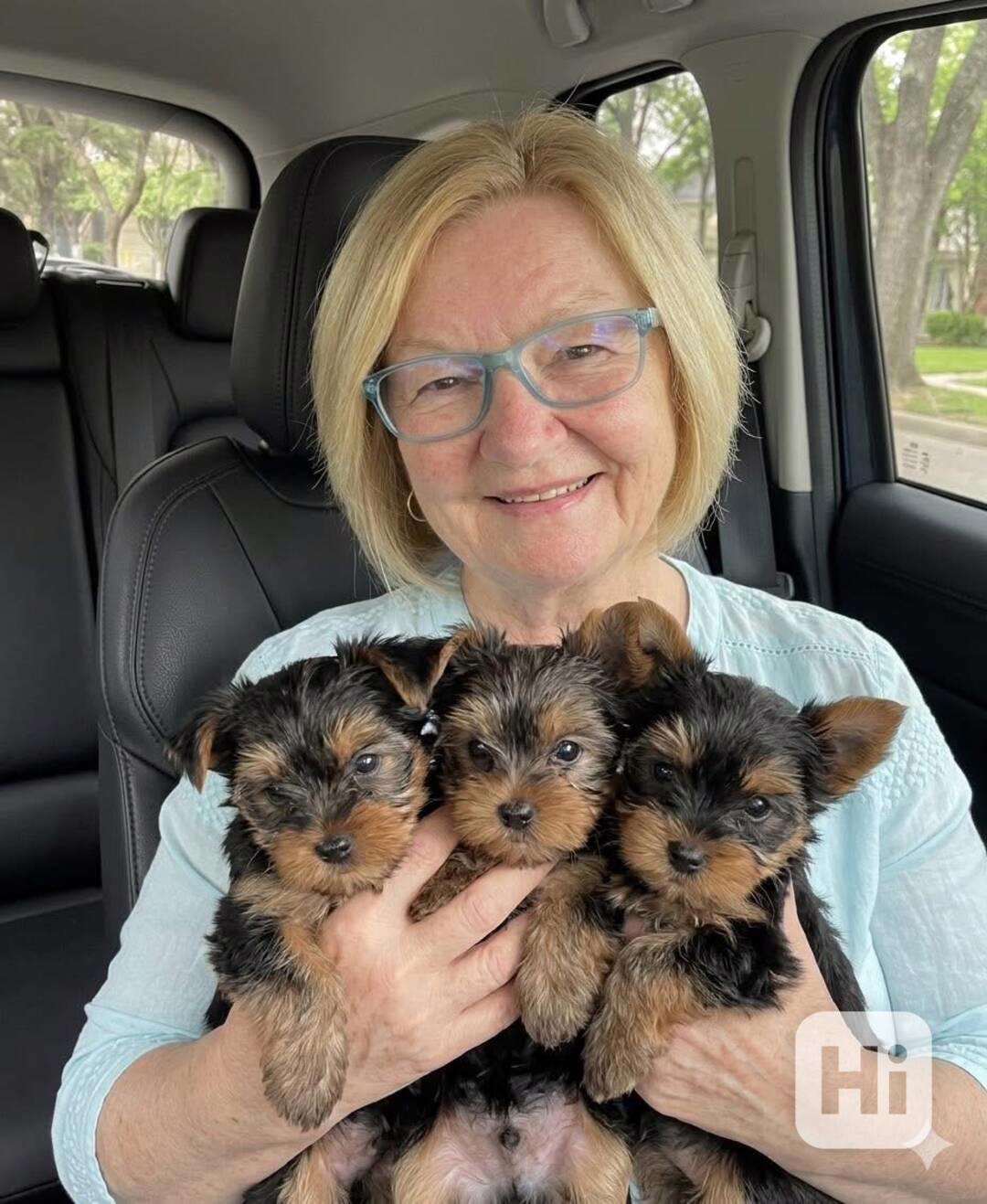 Štěňata yorkshirského teriéra - foto 1