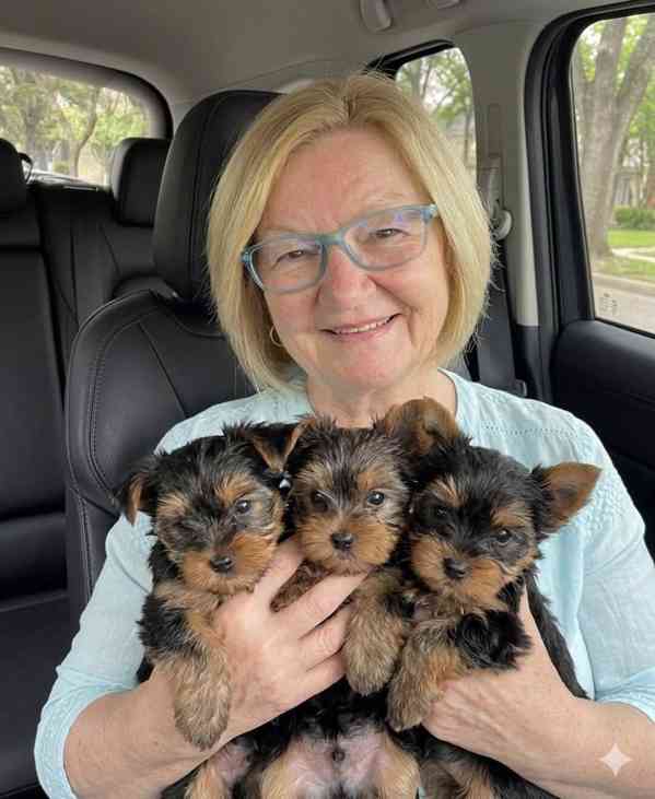 Štěňata yorkshirského teriéra - foto 1