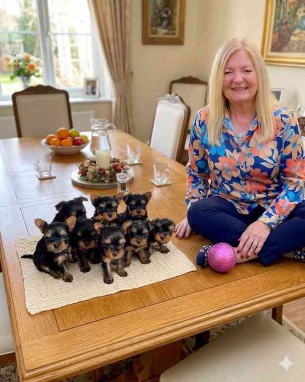 Štěňata yorkshirského teriéra - foto 2