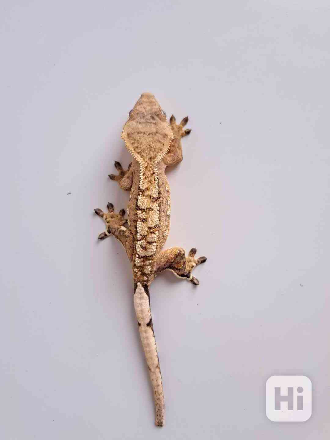 pagekon řasnatý - foto 1