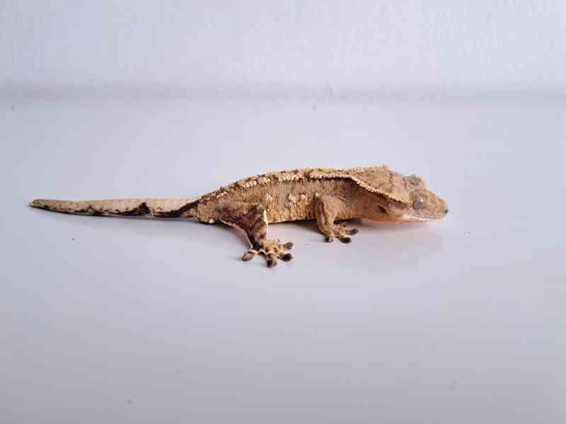 pagekon řasnatý - foto 2