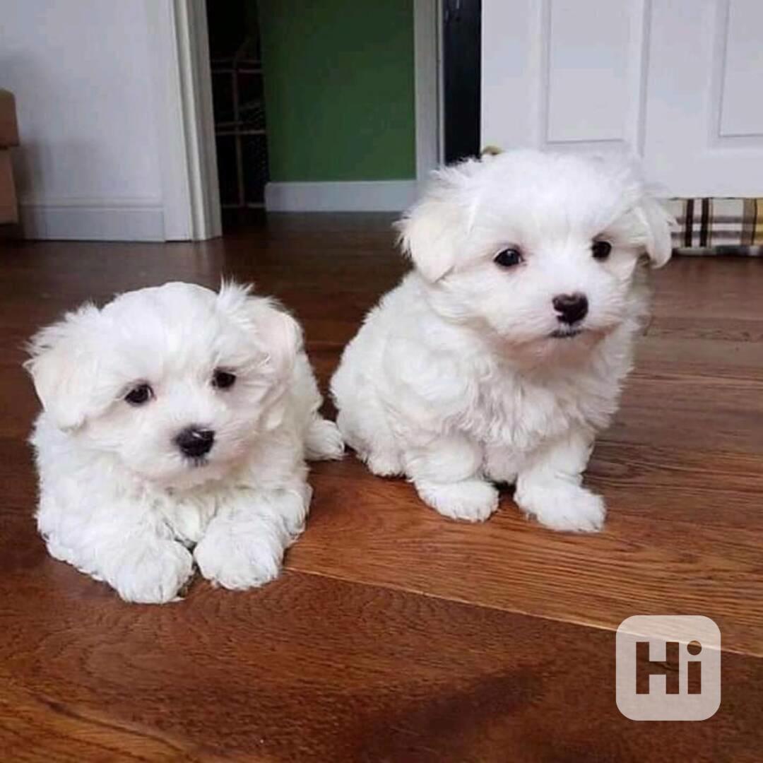 Roztomilá štěňátka maltézského psíka k odběru - foto 1