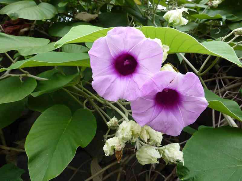 semena Argyreia nervosa - Havajská růže  