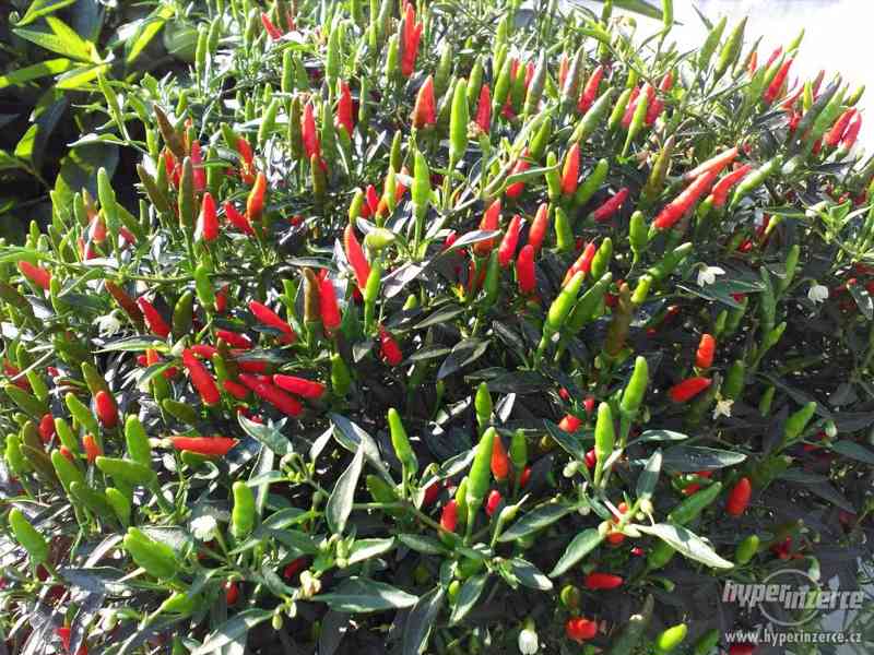 Zahradnictví Valinová prodám chilli papričky - foto 3