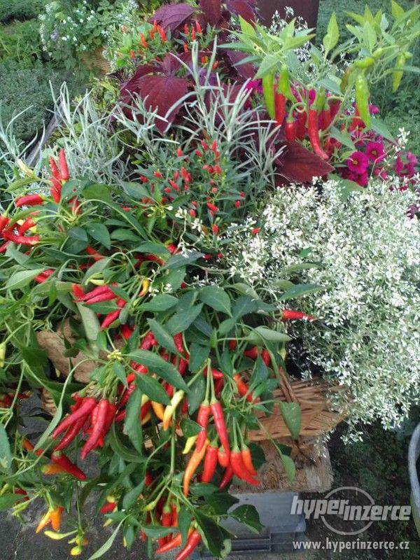 Zahradnictví Valinová prodám chilli papričky - foto 8