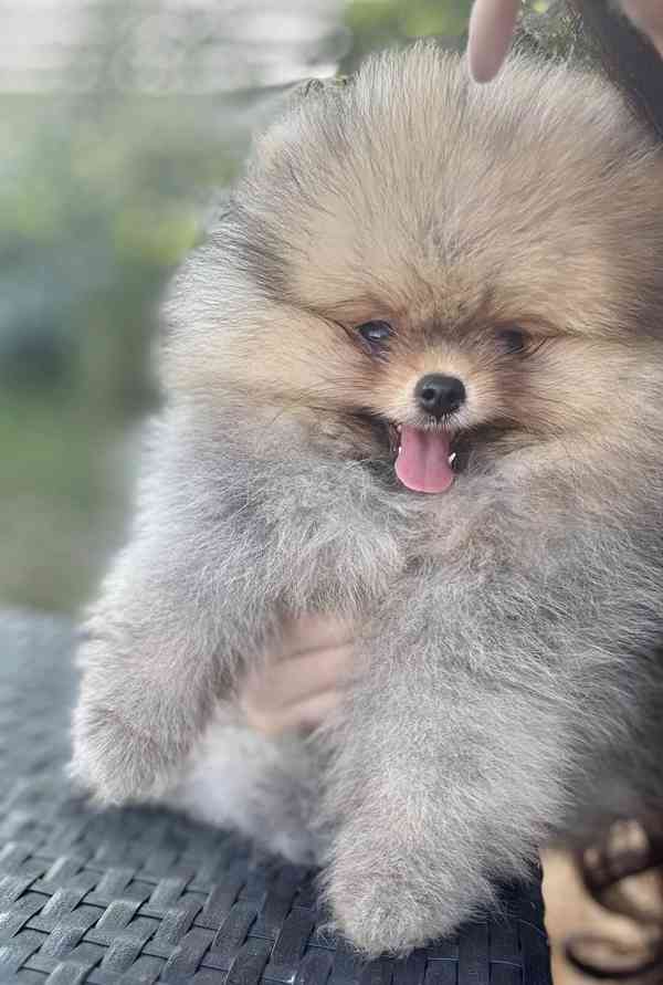 Pomeranian s PP FCI - foto 1