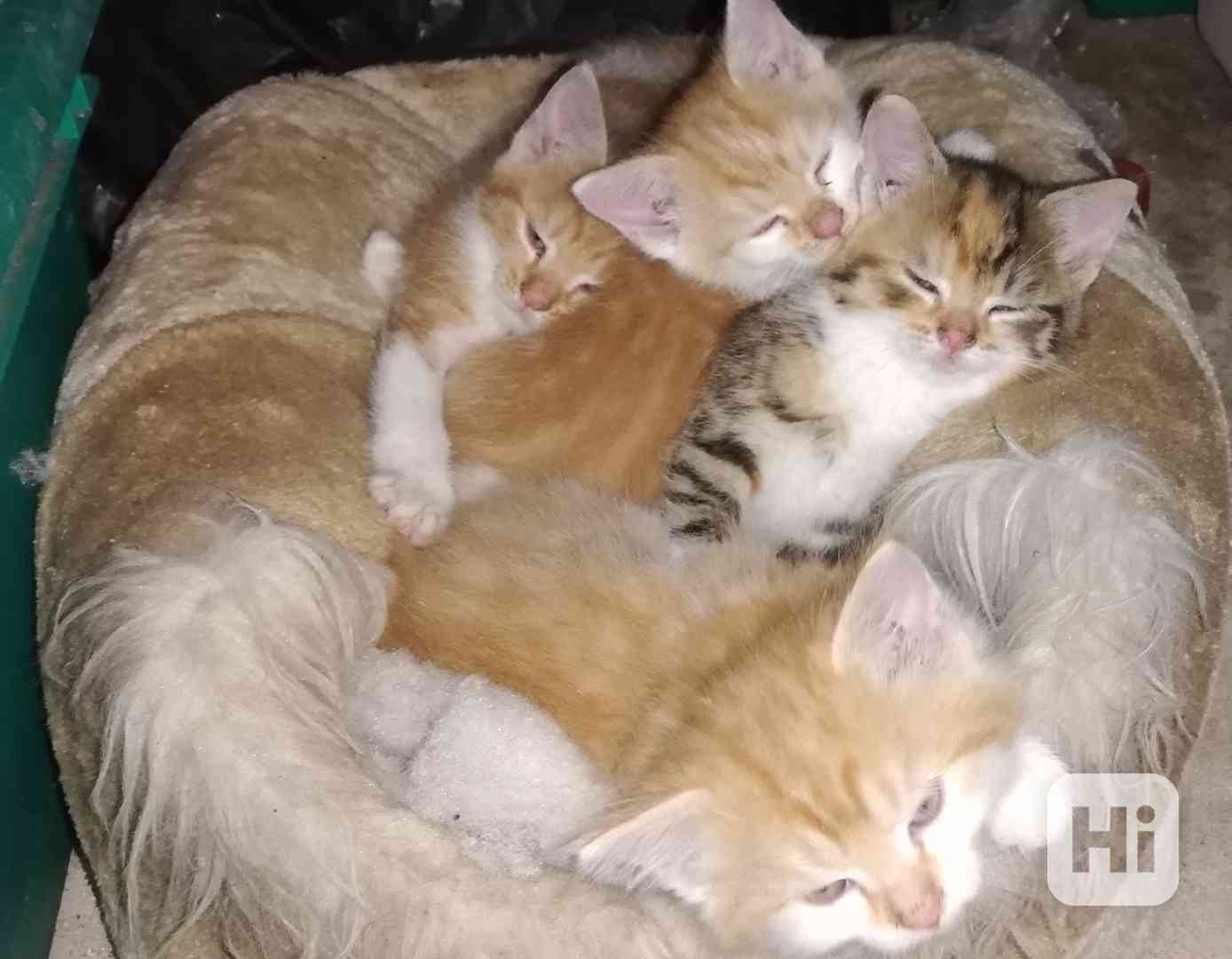 Daruji koťata - foto 1