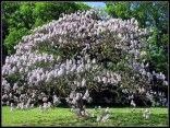 Paulownia , Paulonie , Paulovnia - semena - foto 1