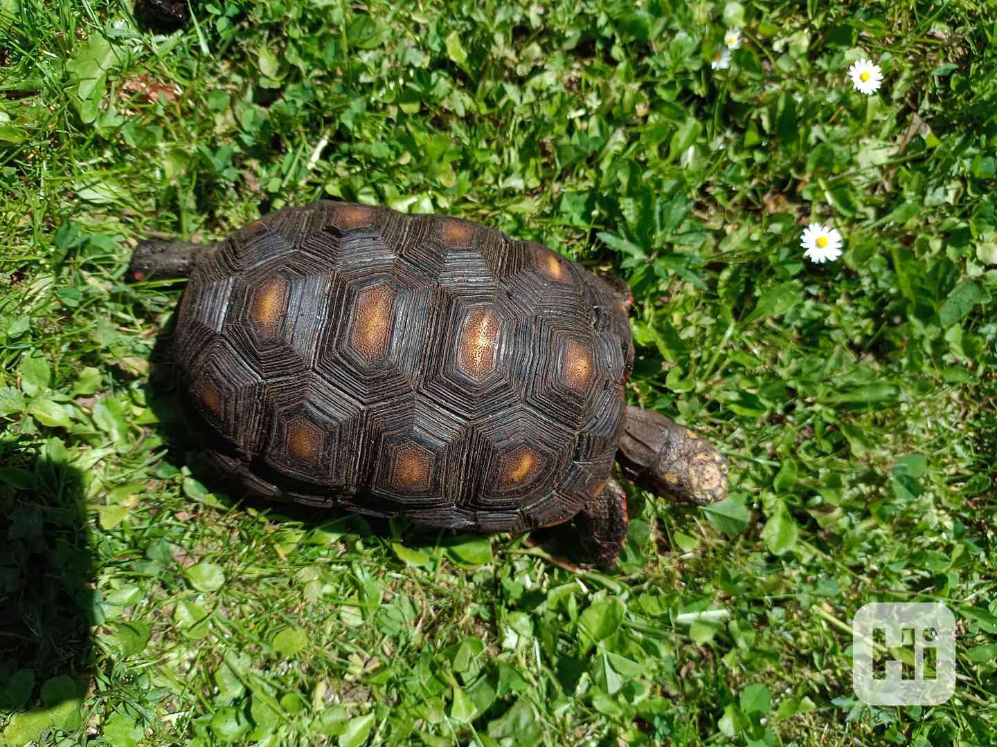 Želva uhlířská  - foto 1
