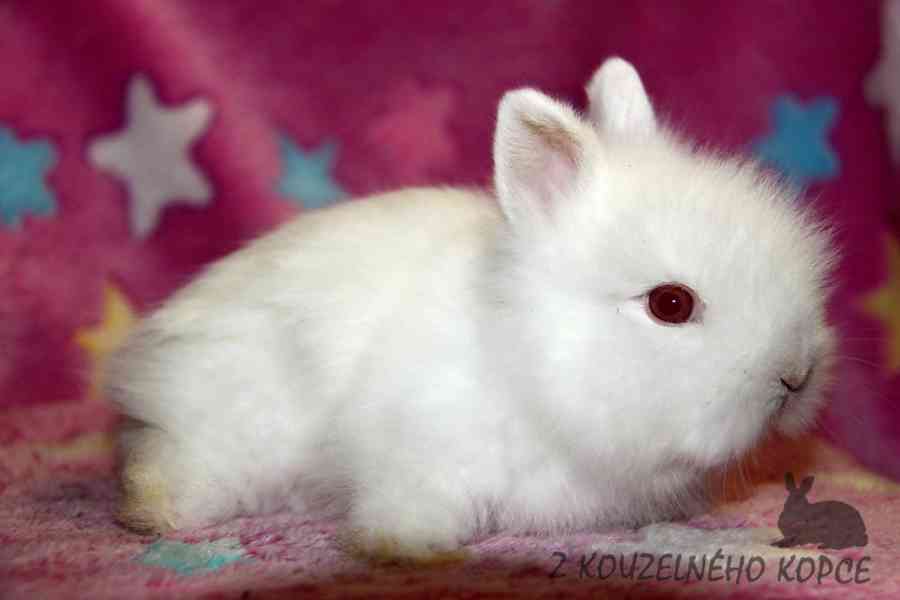 Zakrslý králíček Teddy s VP --> doprava po ČR možná - foto 11