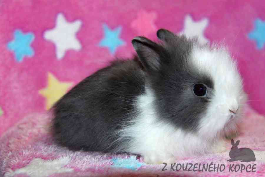 Zakrslý králíček Teddy s VP --> doprava po ČR možná - foto 9