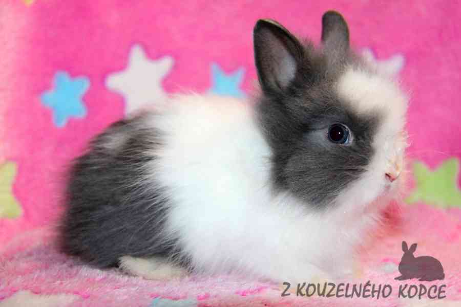 Zakrslý králíček Teddy s VP --> doprava po ČR možná - foto 5