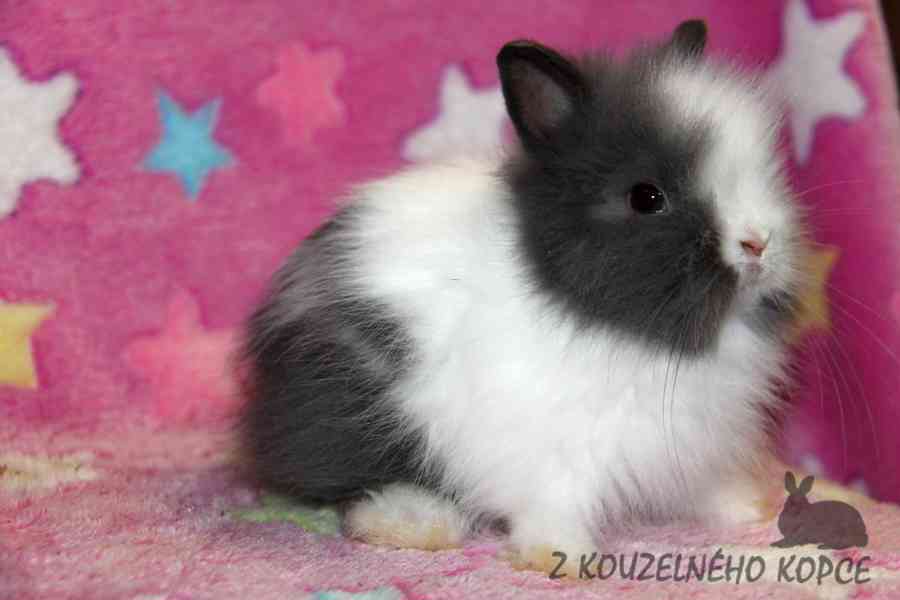 Zakrslý králíček Teddy s VP --> doprava po ČR možná - foto 8