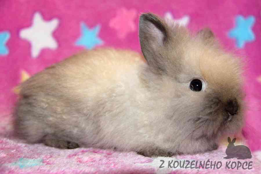 Zakrslý králíček Teddy s VP --> doprava po ČR možná - foto 4