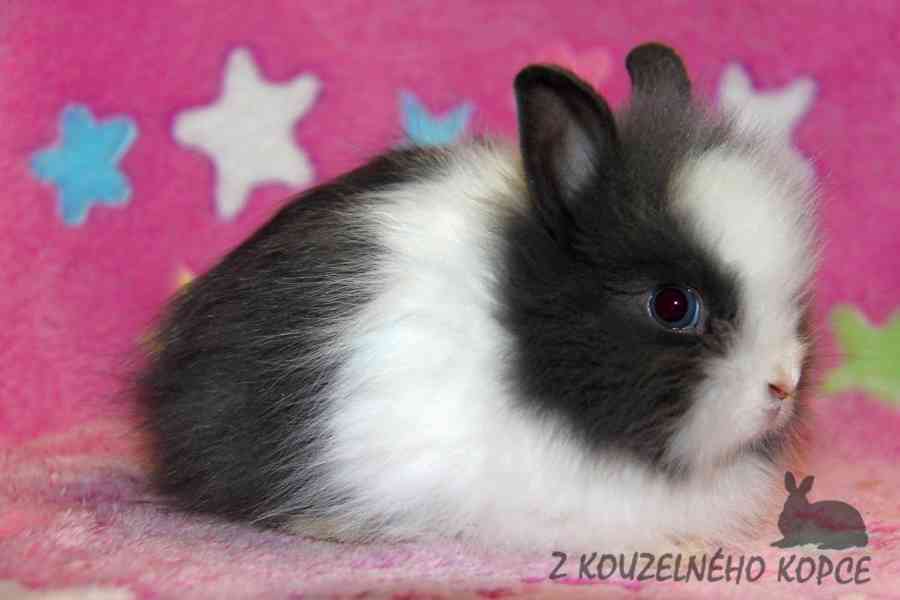 Zakrslý králíček Teddy s VP --> doprava po ČR možná - foto 6