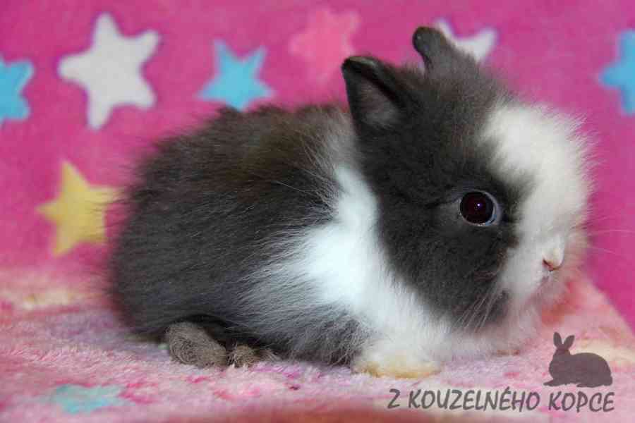 Zakrslý králíček Teddy s VP --> doprava po ČR možná - foto 7