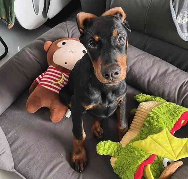 DOBERMAN PUPPIES - foto 1