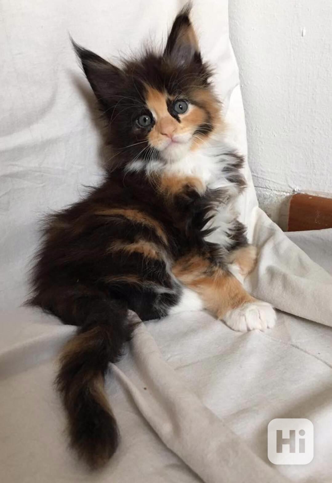 Koťata Mainské mývalí - foto 1