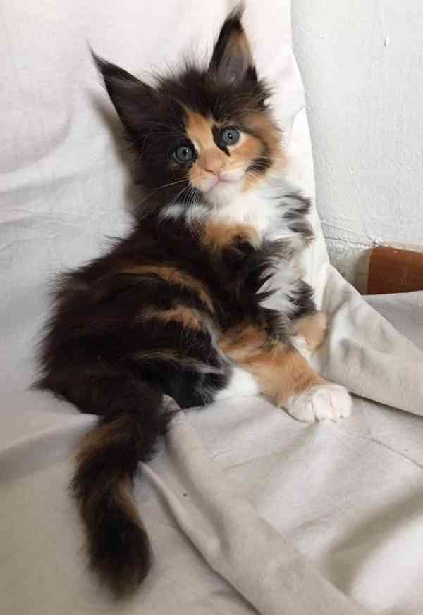 Koťata Mainské mývalí - foto 1