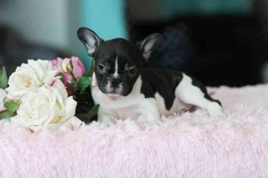 Štěňata Francouzského buldočka s pp - foto 1