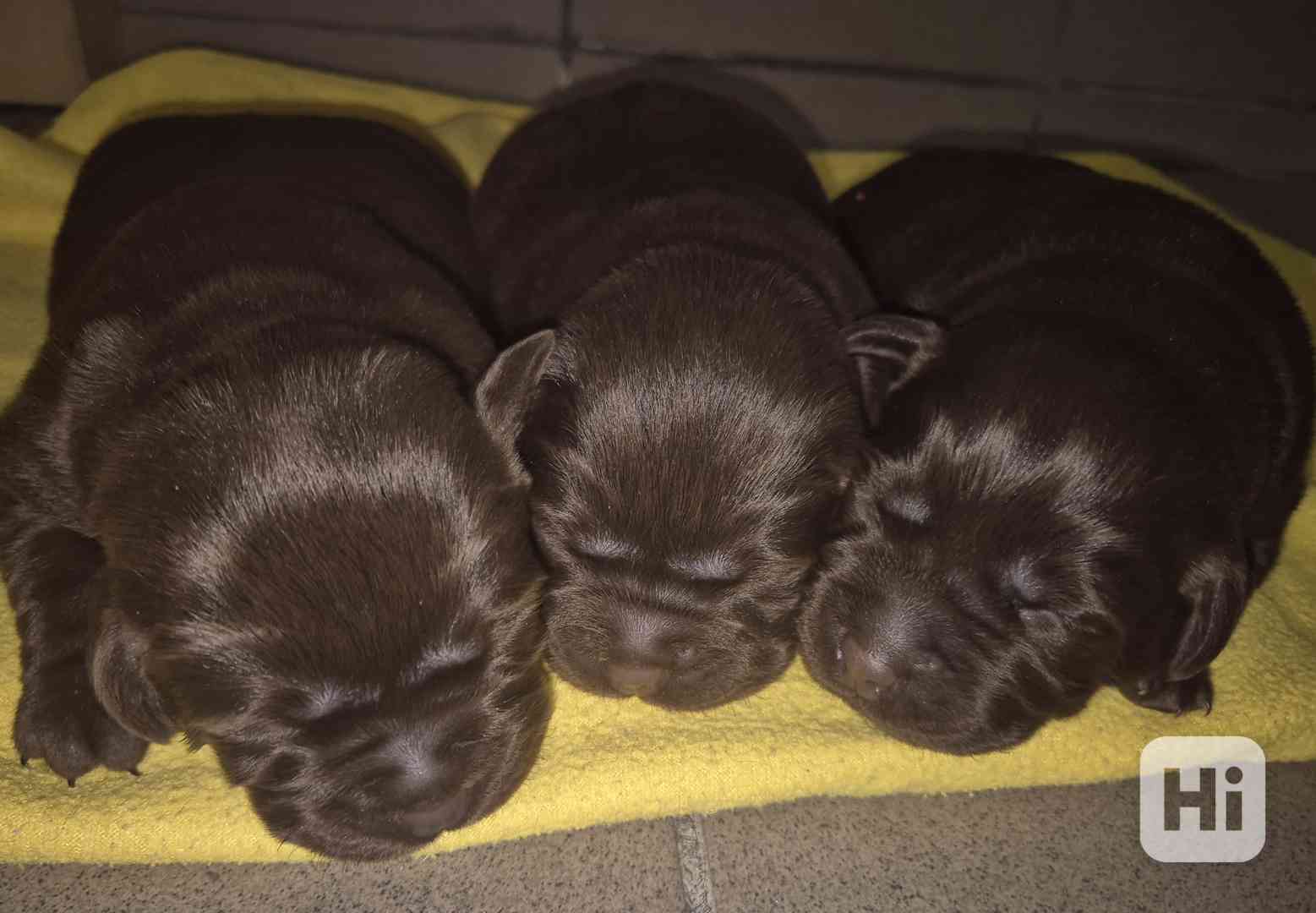 Labradorský retriever - foto 1