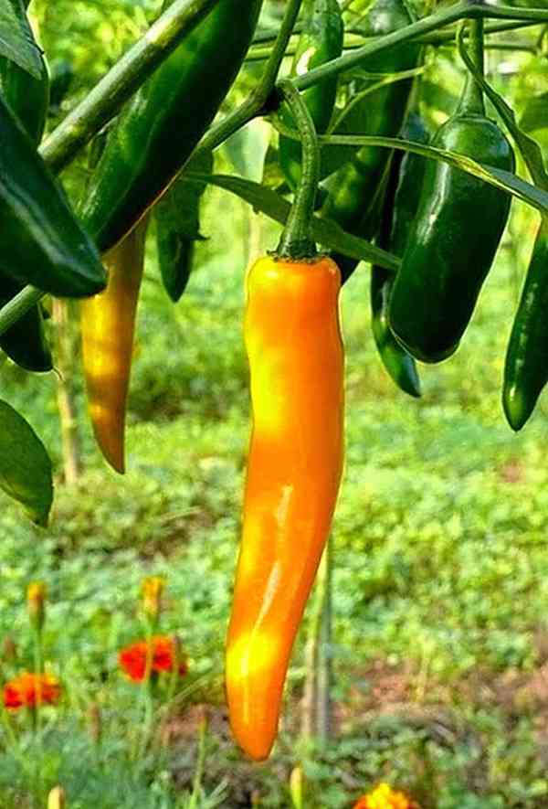 Chilli Cayenne orange - Kajenský oranžový - semena - foto 1