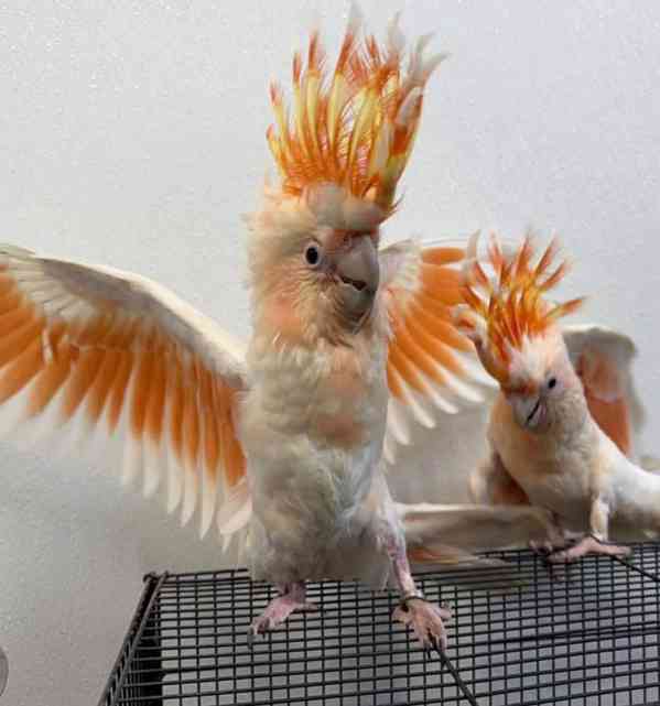 🦜✨ Krásní mluvící kakaduové nyní k dispozici