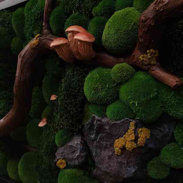 Mechový obraz / obraz ze stabilizovaného mechu - foto 5