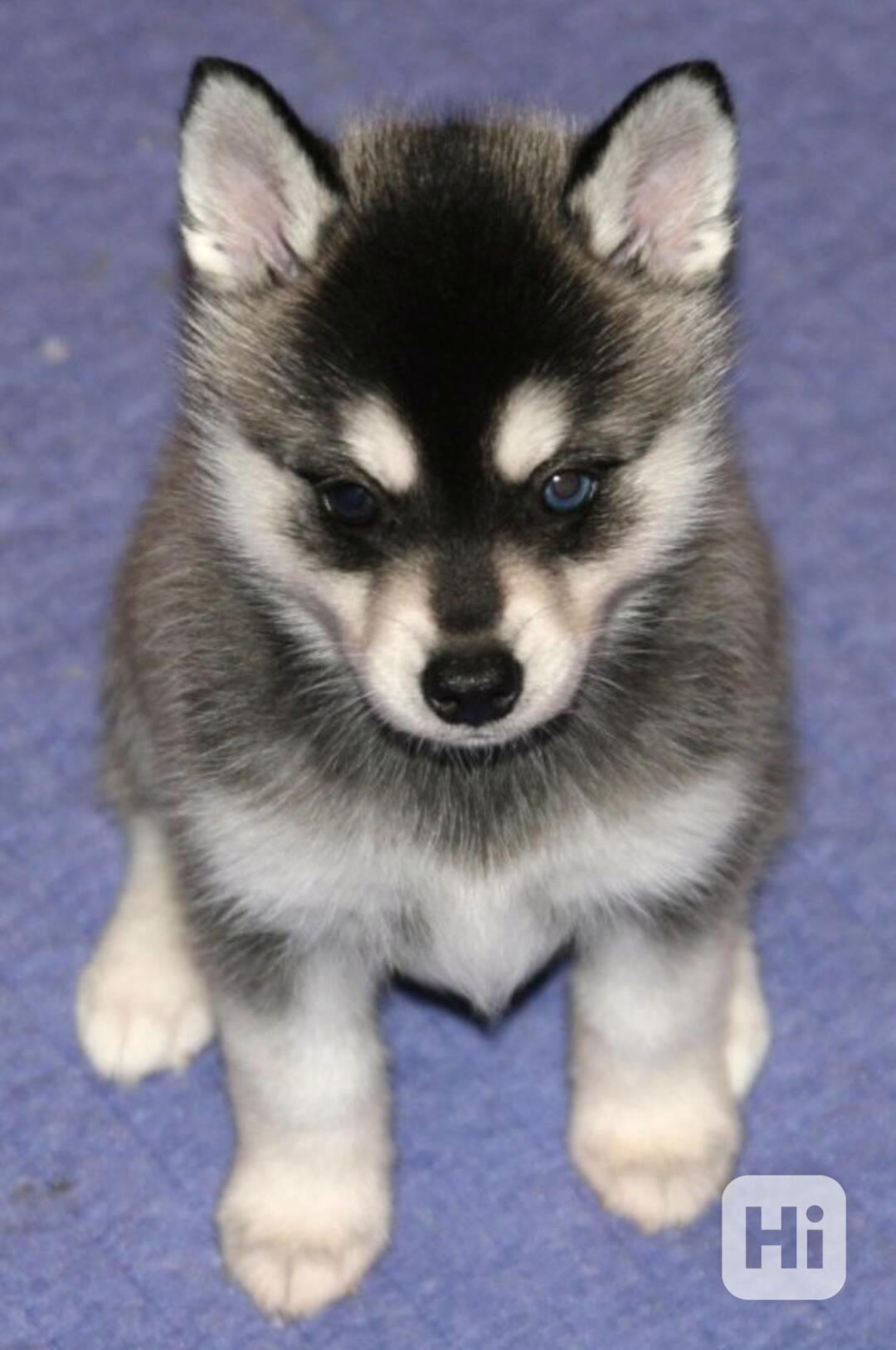  štěňata sibiřského huskyho k adopci - foto 1