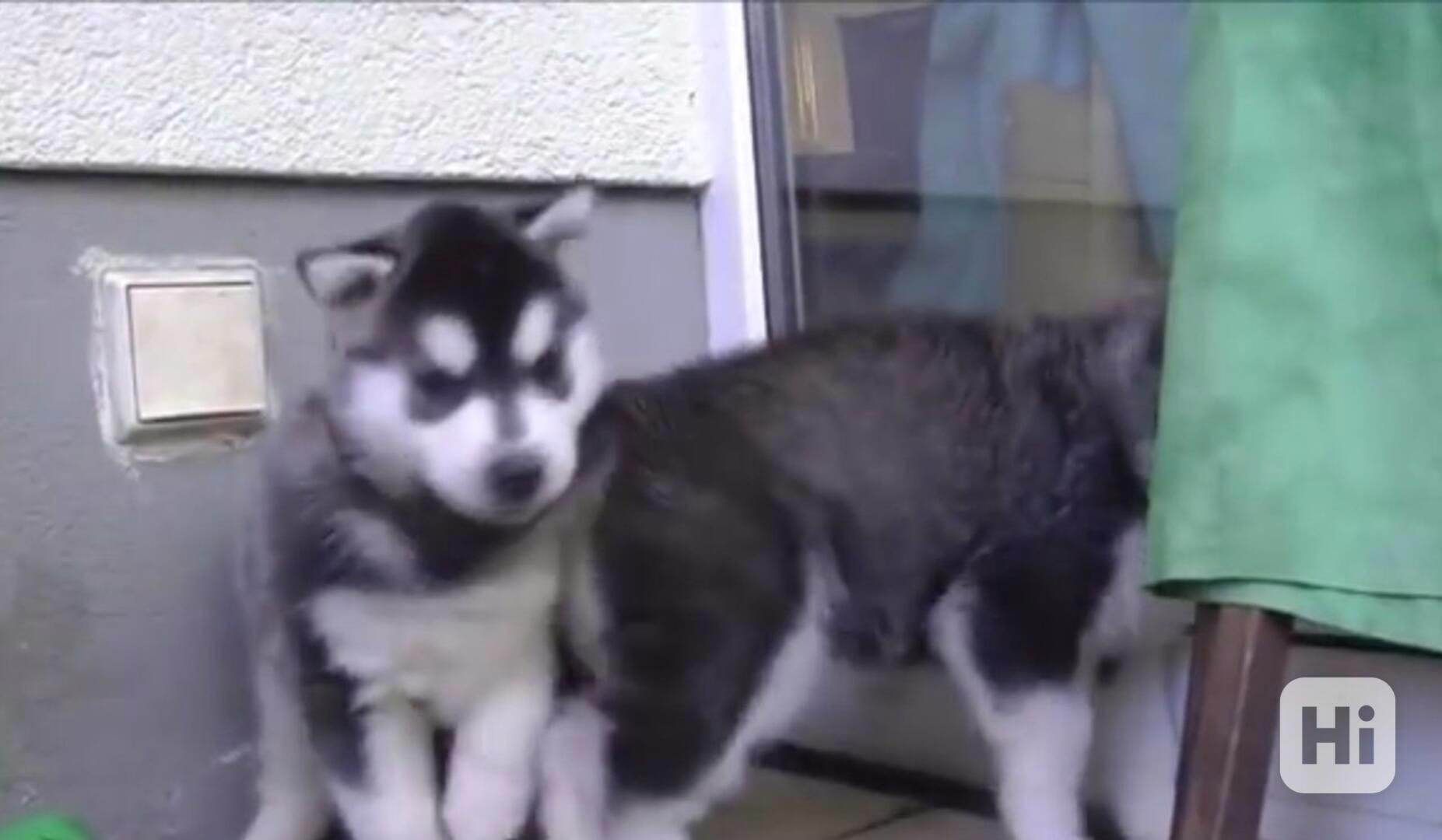 Štěňata sibiřského huskyho. whatsapp nás: +447490124950 - foto 1