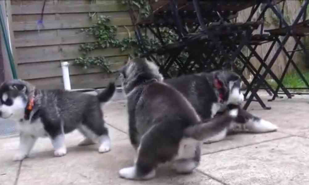 Štěňata sibiřského huskyho. whatsapp nás: +447490124950 - foto 3