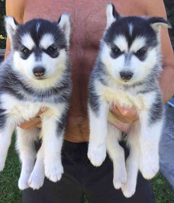Štěňata sibiřského huskyho. whatsapp nás: +447490124950 - foto 2