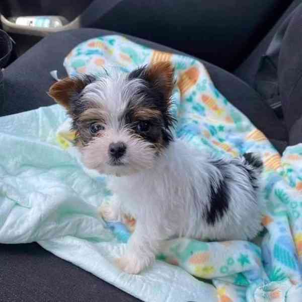 Jorkšírský teriér s PP FCI - foto 1