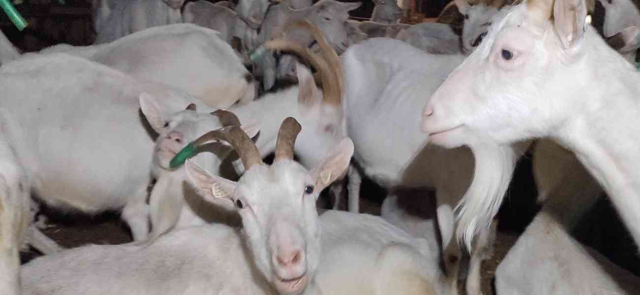 BIO CHOV PLEMENNÝCH KOZ VČETNĚ ŠPIČKOVÉ TECHNOLOGIE NA VÝROB - foto 2