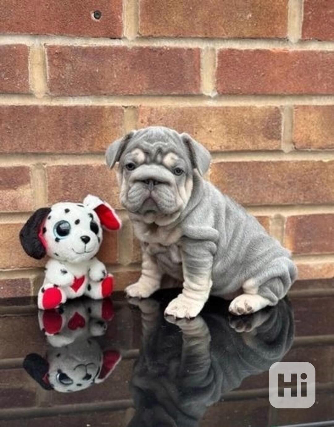 Roztomilá štěňata francouzského buldočka - foto 1