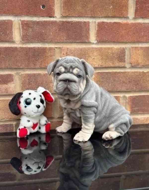 Roztomilá štěňata francouzského buldočka - foto 1