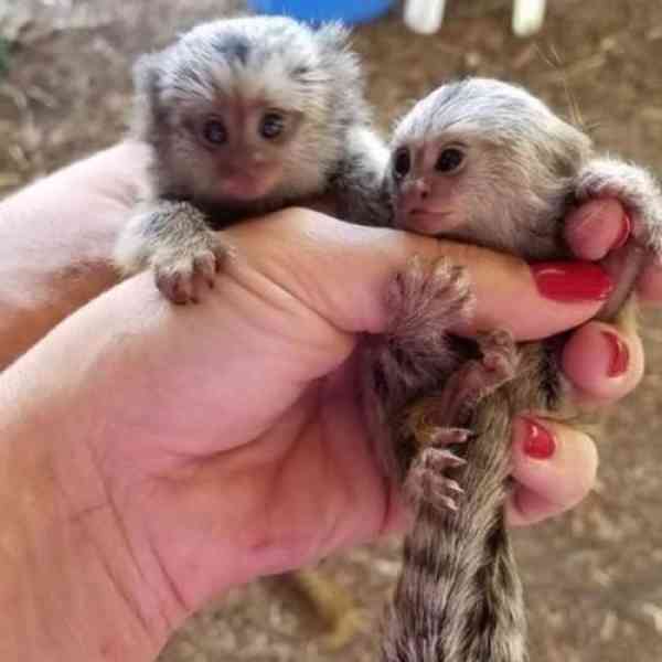 Zdravé dobře vycvičené opice kapucín a kosman k dispozici!! - foto 4