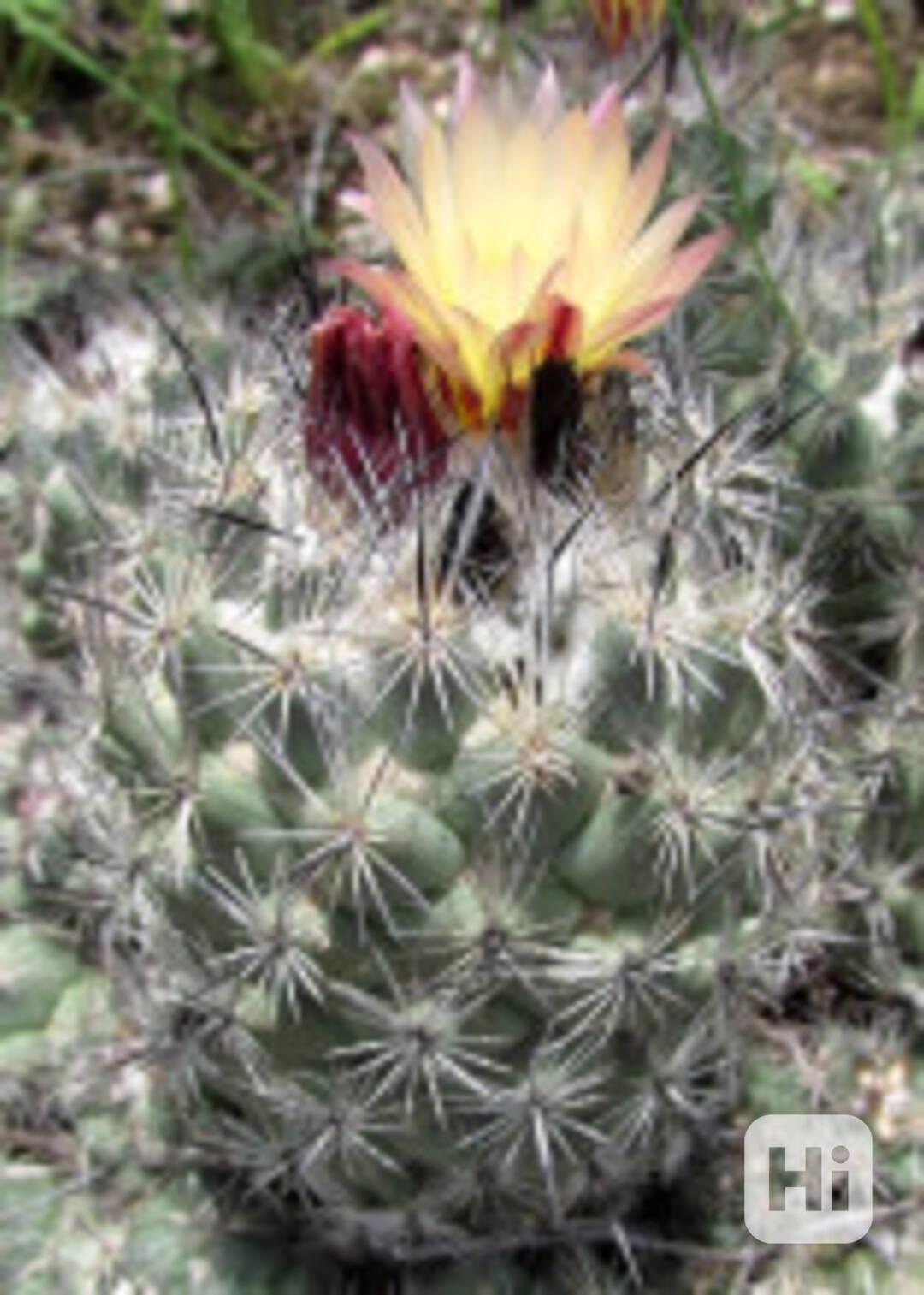 Kaktus Coryphantha durangensis Rodeo Nazas Balení obsahuje 2 - foto 1