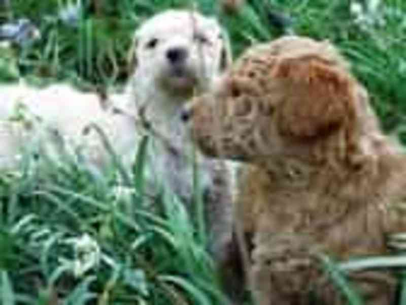 Zlatý retriever šteniatka s PP. - foto 3